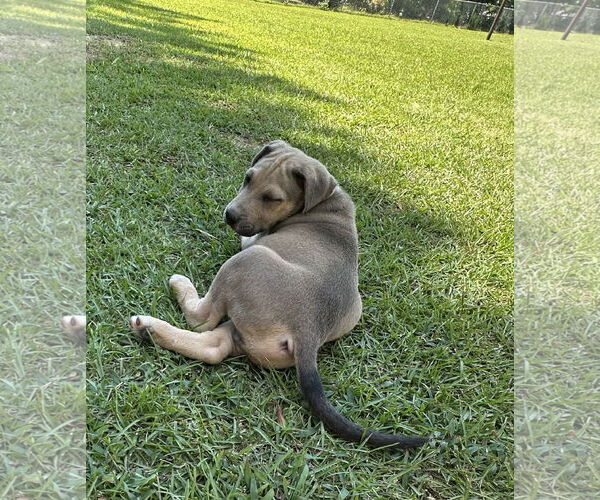 Medium Photo #6 Labrador Retriever-Unknown Mix Puppy For Sale in Garner, NC, USA