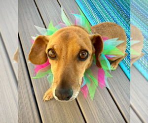 Chippy - Male Chiweenie Dog for Adoption - Photo #2