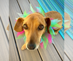Small #1 Chiweenie