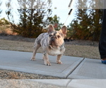 Small Photo #1 French Bulldog Puppy For Sale in DECATUR, GA, USA