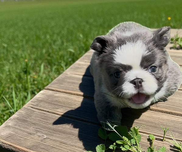 Medium Photo #4 French Bulldog Puppy For Sale in HILLSBOROUGH, NJ, USA
