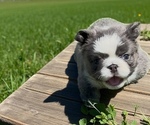 Small #3 French Bulldog