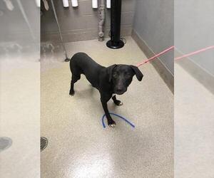 Labrador Retriever-Unknown Mix Dogs for adoption in Las Vegas, NV, USA