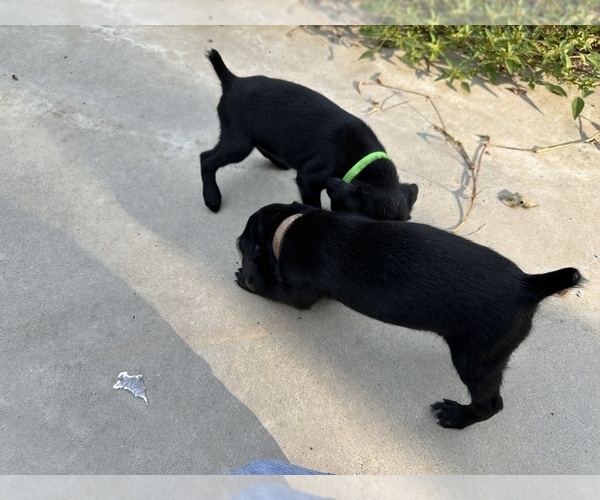 Medium Photo #2 German Shorthaired Pointer Puppy For Sale in GREENVILLE, SC, USA