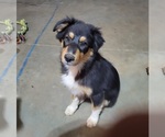 Puppy Fred Australian Shepherd