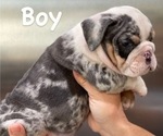Small #1 English Bulldog