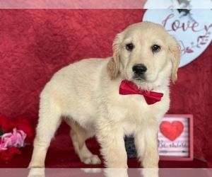 Golden Retriever Puppy for sale in LANCASTER, PA, USA