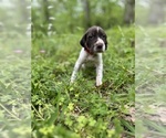 Small #28 German Shorthaired Pointer