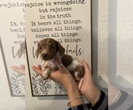 Small Photo #11 Dachshund Puppy For Sale in HONDO, TX, USA