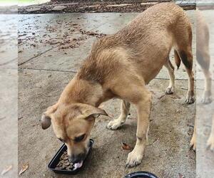 Labrador Retriever-Unknown Mix Dogs for adoption in San Antonio, TX, USA