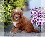 Small #2 Goldendoodle (Miniature)