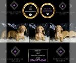 Small Photo #43 Dachshund Puppy For Sale in WARSAW, IN, USA