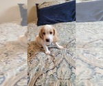 Small Photo #3 Beagle Puppy For Sale in NEW ORLEANS, LA, USA