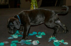 Small Photo #10 Cane Corso Puppy For Sale in OAK LAWN, IL, USA