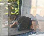 Small #3 German Shepherd Dog