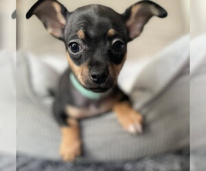 Chipin Dogs for adoption in Shermans Dale, PA, USA