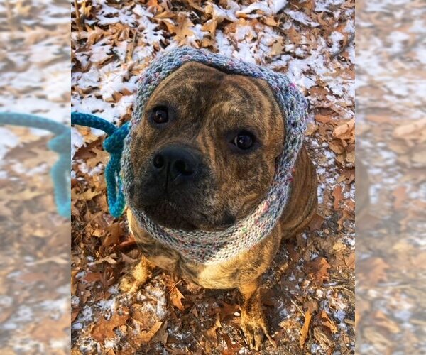 Medium Photo #4 American Staffordshire Terrier-Boxer Mix Puppy For Sale in Minneapolis, MN, USA