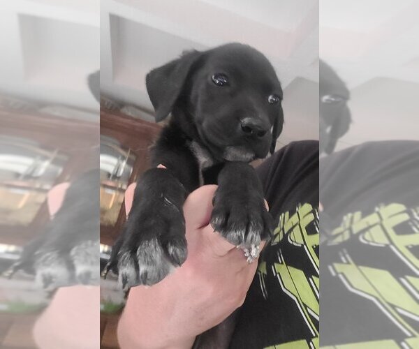 Medium Photo #3 Labrador Retriever-Unknown Mix Puppy For Sale in Aurora, IN, USA