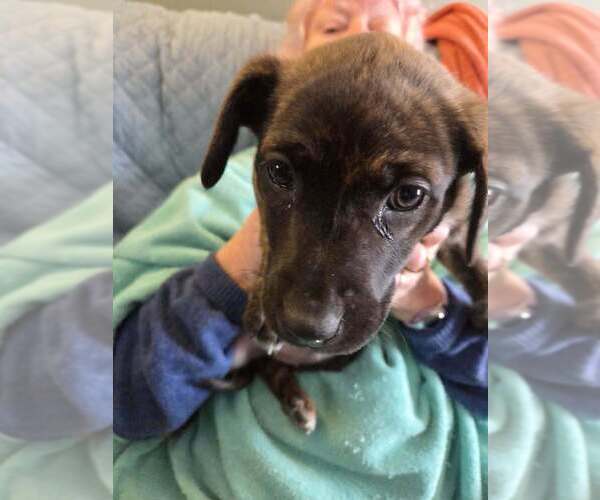 Medium Photo #2 Shepradors Puppy For Sale in Aurora, IN, USA