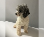 Small Photo #1 Poodle (Miniature) Puppy For Sale in APPLE CREEK, OH, USA