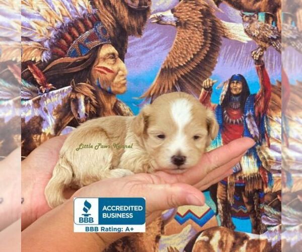 Medium Photo #1 Maltipoo Puppy For Sale in WINNSBORO, LA, USA