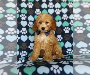 Goldendoodle (Miniature) Puppy for sale in KIRKWOOD, PA, USA