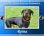 Small Rottweiler Mix