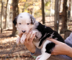 Border Collie Puppy for sale in DELTA, PA, USA