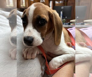 Wren - Male American Foxhound-Beagle Mix Dog for Adoption - Photo #2