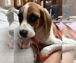 Small Photo #2 American Foxhound-Beagle Mix Puppy For Sale in Raleigh, NC, USA
