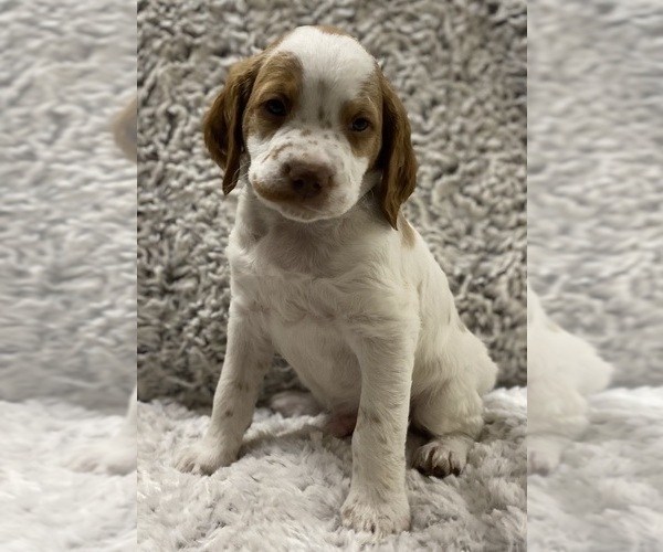 Medium Photo #2 Brittany Puppy For Sale in GRANVILLE, MA, USA
