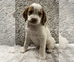 Small Photo #2 Brittany Puppy For Sale in GRANVILLE, MA, USA