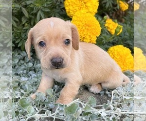 Dachshund Puppy for sale in FREDONIA, PA, USA
