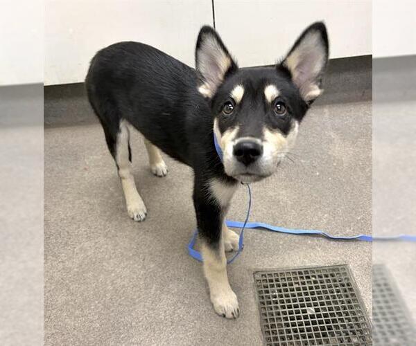 Medium Photo #1 Gerberian Shepsky Puppy For Sale in HESPERIA, CA, USA