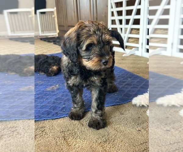 Medium Photo #7 Bernedoodle (Miniature) Puppy For Sale in HENDERSON, CO, USA