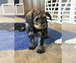 Small #6 Bernedoodle (Miniature)