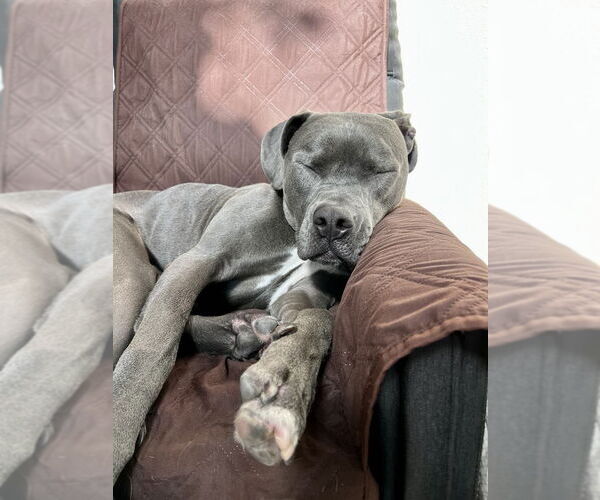 Medium Photo #2 American Pit Bull Terrier Puppy For Sale in Littleton, CO, USA