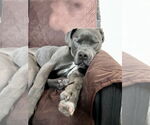 Small #1 American Pit Bull Terrier