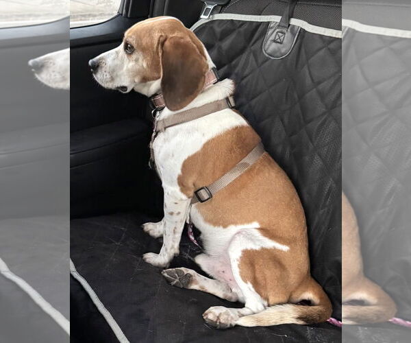 Medium Photo #5 Beagle Puppy For Sale in Dunnellon, FL, USA