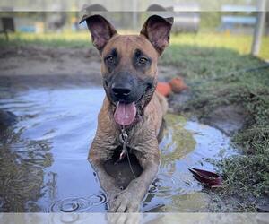 Black Mouth Cur-Rhodesian Ridgeback Mix Dogs for adoption in Tavares, FL, USA