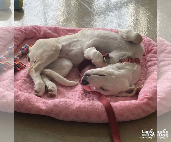 Medium Photo #3 Basset Hound-Unknown Mix Puppy For Sale in Washington, DC, USA