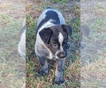 Small Photo #19 Australian Cattle Dog Puppy For Sale in SYLMAR, CA, USA