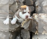 Puppy Foxy Siberian Husky