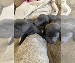 Small #8 Labrador Retriever
