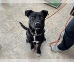 TRENT - Male Labrador Retriever-Unknown Mix Dog for Adoption - Small photo