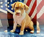 Small #2 Mutt