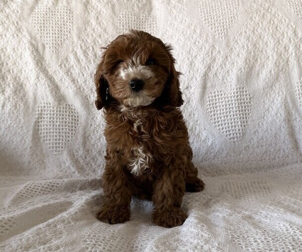 Medium Photo #3 Cavapoo (Miniature) Puppy For Sale in THORP, WI, USA