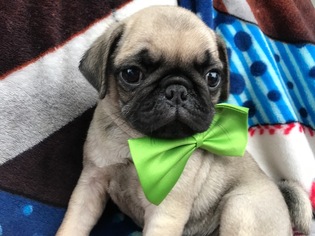 Pug Puppy for sale in QUARRYVILLE, PA, USA