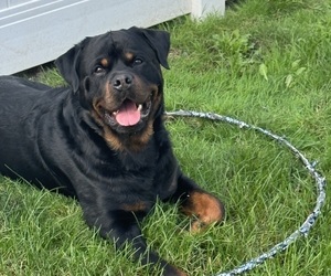 Father of the Rottweiler puppies born on 04/01/2026
