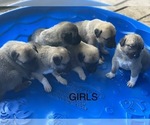 Small Photo #3 Anatolian Shepherd Puppy For Sale in IVA, SC, USA